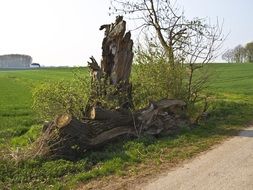 dead tree near the road