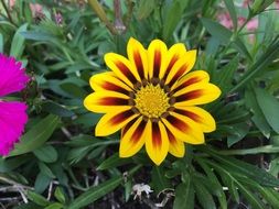 Gazania, Yellow and red flower close-up