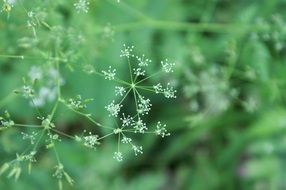 green star plants macro