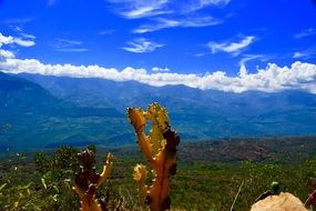 yellow cacti in the mountains in the canyon