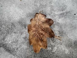 dry Sheet leaf tree