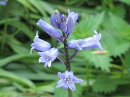 Bluebell Flower Spring Nature