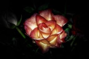 yellow-red rose in the dark