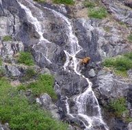 brown bear at a mountain stream