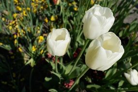 Tulips Flowers White Nature