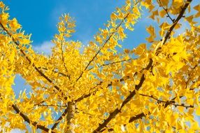 autumn yellow leaves on a tree