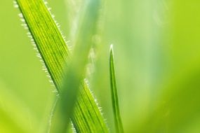 fresh Grass Meadow