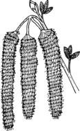 black and white graphic image of a wild plant with oblong inflorescences