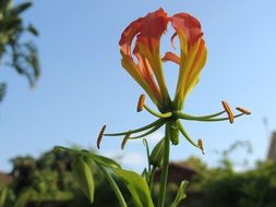 Flame Lilly Flower