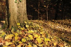 Autumn Switzerland