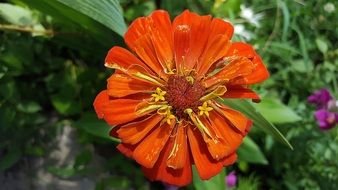 orange zinnia in the garden