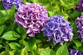 lush bush of hydrangea flowers