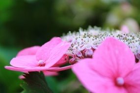 hydrangea is a flowering shrub