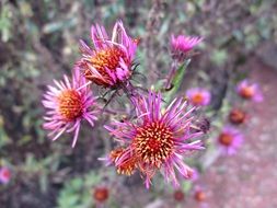 wild summer flower