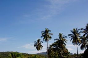 palm trees on the coast of the indian ocean on a sunny day