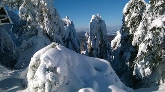 Rime on spruce trees in Mountains