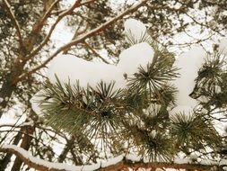 snow-covered coniferous branches close-up