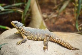 lizard on a stone in a natural environment