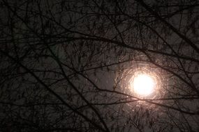 bright moon in black silhouettes of tree branches