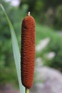 incredible beauty Reed Cane