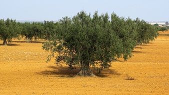 field of olive trees on a sunny day