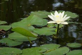 white water lily on a high stalk on the water
