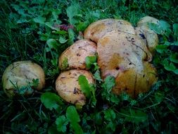 wet round mushrooms in green grass