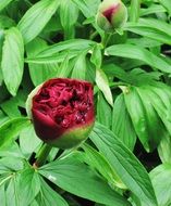 Peony Raindrop Baby