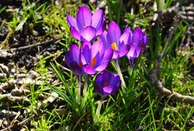 seasonal crocus flowers in the grass close-up on a blurred background