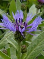 blooming Blue Cornflower close up
