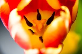 Macro photo of tulip