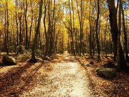 autumn forest sunny view