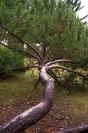 unique tree