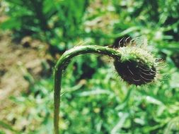 green hairy poppy bud in garden