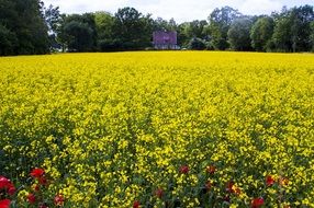 Canola Yellow Meadow landscape