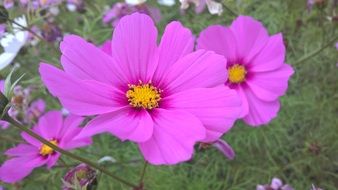 Cosmos Flower on a blurred background close-up