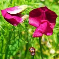 bright pink flowers in green grass close-up