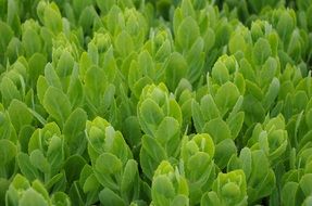 fresh green plants in the greenhouse