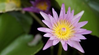 Lotus Purple Lotus Water Bo
