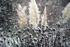 snow-covered dried flower
