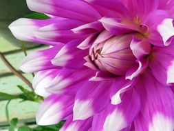 detail of Dahlia flower, pink petals with white edges