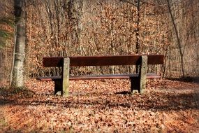 empty bench in the early spring in the forest