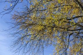colorful foliage on a tree in late autumn