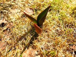 tulip among green grass