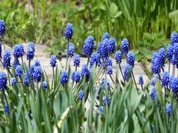 mouse hyacinth or muscari on a blurred background