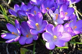 bunch of bright purple crocuses at sunlight close-up