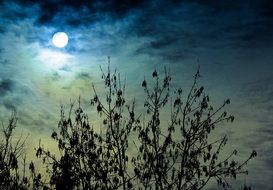 bright moon in the clouds over the silhouettes of trees