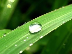 Water Drop on Green grass macro photo