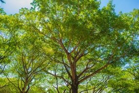 green trees on a sunny day