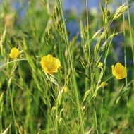 yellow buttercup on green field